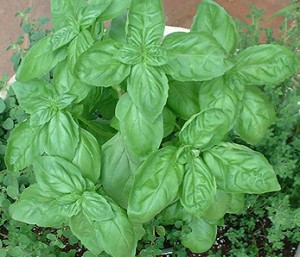 BASIL