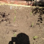 Asparagus planted
