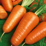 Carrot Chantenay 01