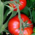 tomato plant[1]